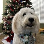 holiday pet safety with Buck the dog